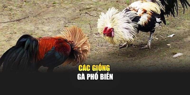 Các giống gà phổ biến