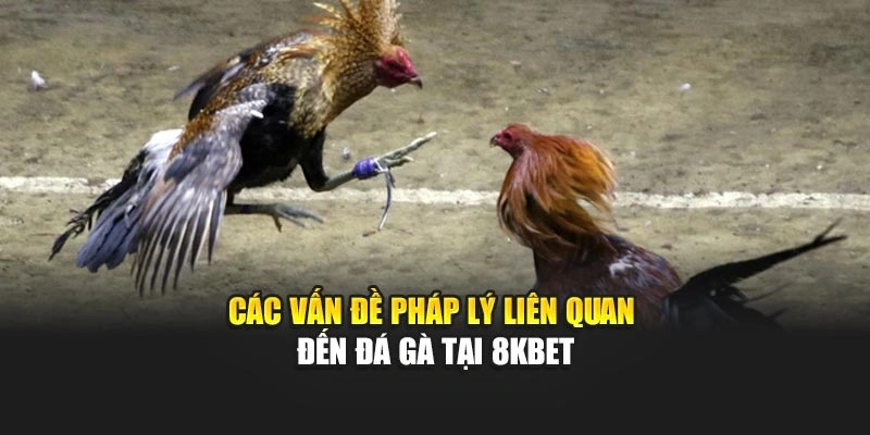 Các vấn đề pháp lý liên quan đến đá gà tại 8KBET