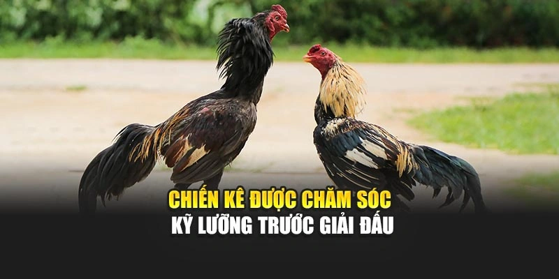 Chiến kê được chăm sóc kỹ lưỡng trước giải đấu