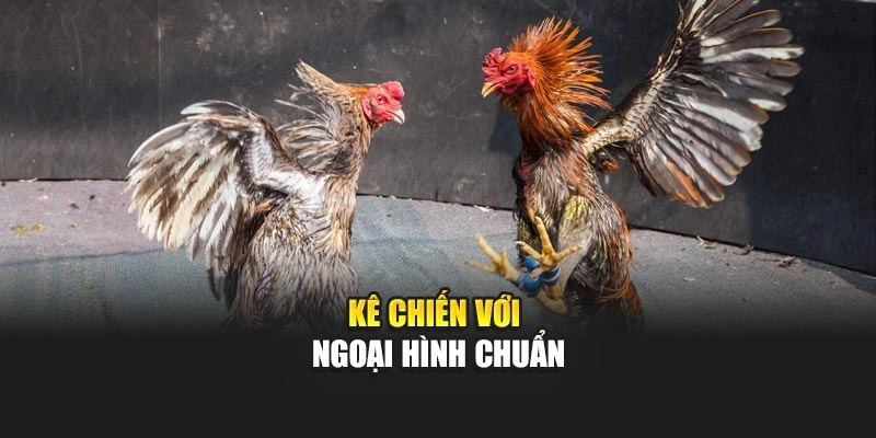 Kê chiến với ngoại hình chuẩn