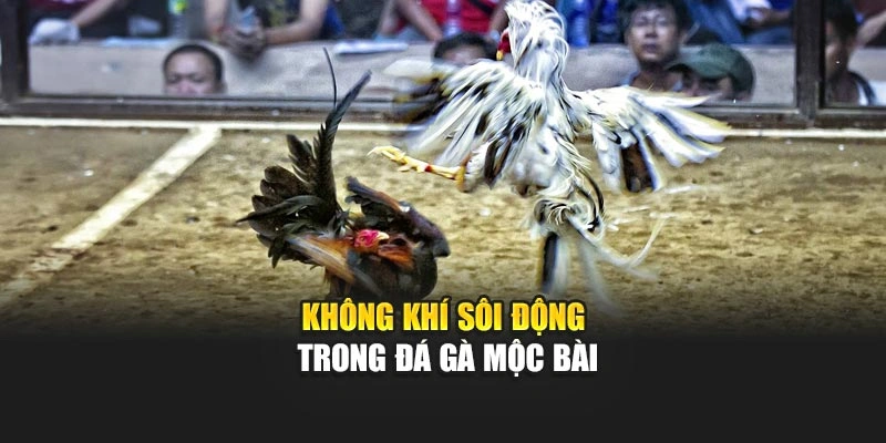 Không khí sôi động trong đá gà mộc bài