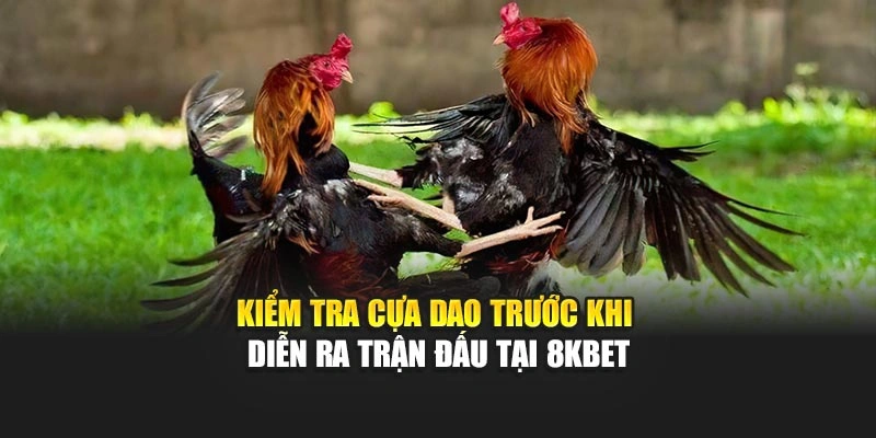 Kiểm tra cựa dao trước khi diễn ra trận đấu tại 8kbet
