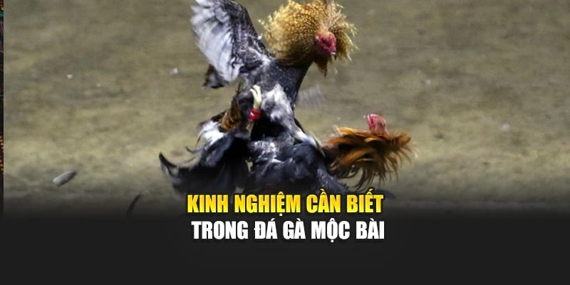 Kinh nghiệm cần biết trong đá gà mộc bài