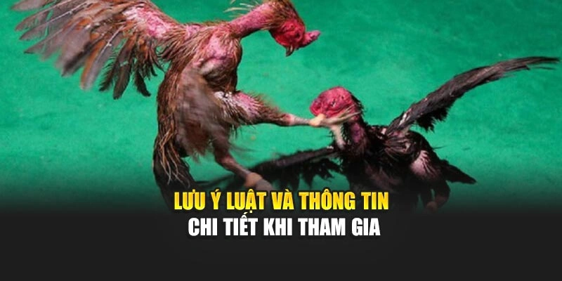 Lưu ý luật và thông tin chi tiết khi tham gia