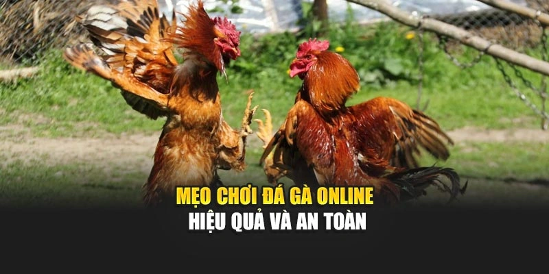 Mẹo chơi đá gà online hiệu quả và an toàn