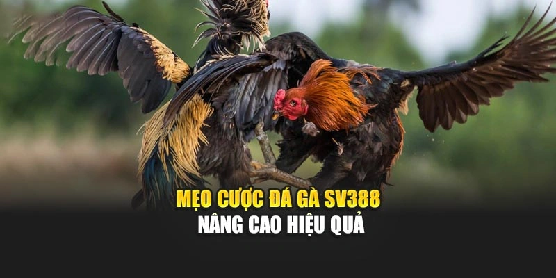 Mẹo cược đá gà Sv388 nâng cao hiệu quả