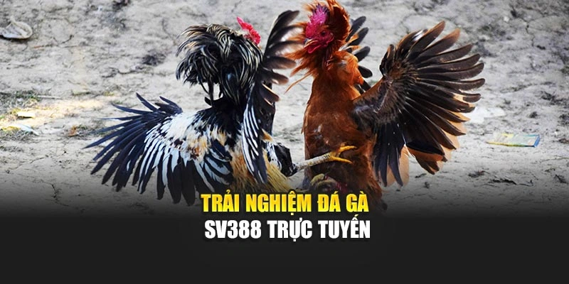 Trải nghiệm đá gà Sv388 trực tuyến