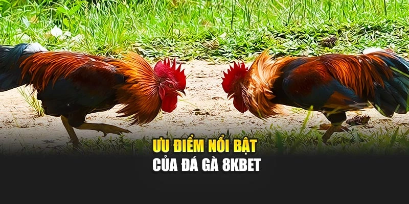 Ưu điểm nổi bật của Đá Gà 8KBET